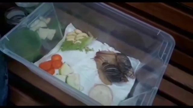 ?Как ухаживать за улитками Ахатинами? ?