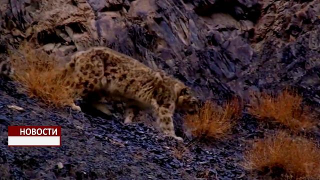 Снежный барс смотреть онлайн