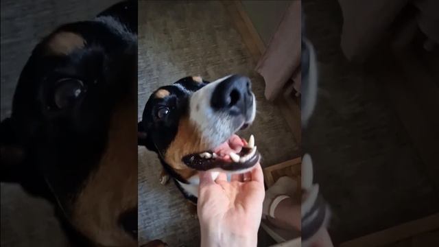 Глазки и ласки🤣Весна вдохнула радость в Бушика🤗 #entlebucher#glad#dog#бушик