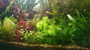 Аквариум-травник 60 литров с CO2 на земле.