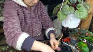 размножение камнеломки плетеносной