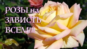 Чем ПОДКОРМИТЬ РОЗЫ в ИЮЛЕ, чтобы они ПЫШНО и ДОЛГО цвели во вторую волну. РЕЗУЛЬТАТ ГАРАНТИРОВАН!