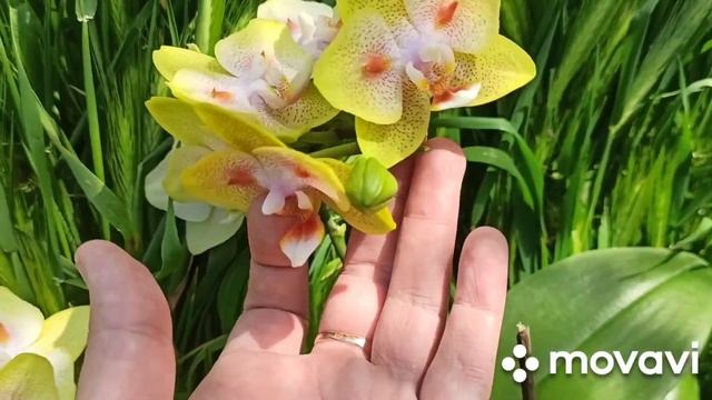 Орхидея бабочка ??♂️? Phal. Yaphone Green Batman(= Brother Sara Gold ×Chiada Spark) смотреть онлайн