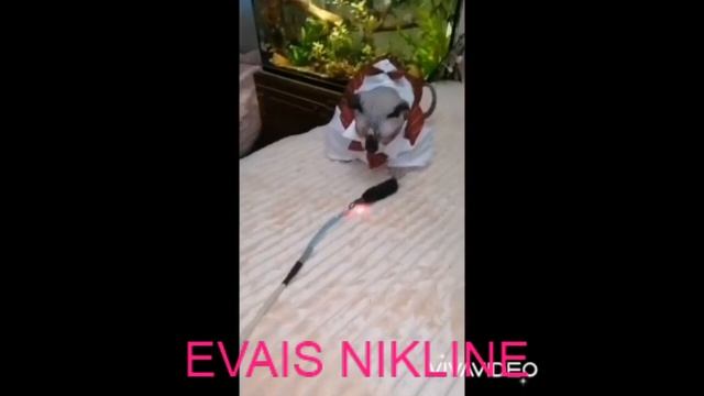 Кот породы эльф EVAIS NIKLINE