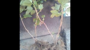 Как правильно выбрать саженцы крыжовника и смородины?