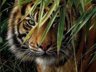 Раненая тигрица искала лёгкой добычи. Аудио рассказы. Интересные истории из жизни животных.