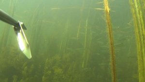 Подводная Охота в Заливах Реки Белой Подводная Охота в Башкирии