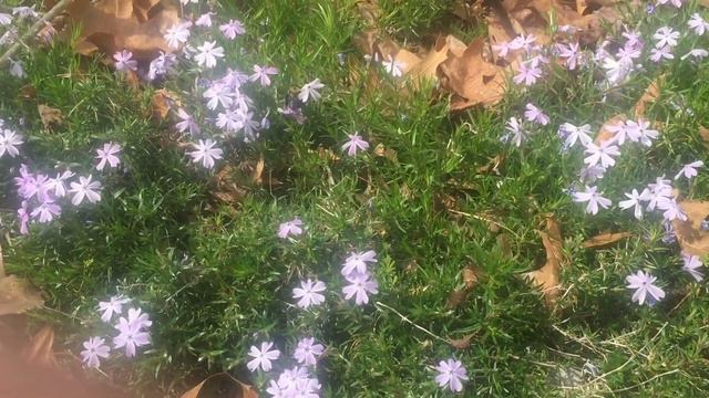 Painting Nature - Phlox, Flowers - Ferdinand loves Phlox смотреть онлайн