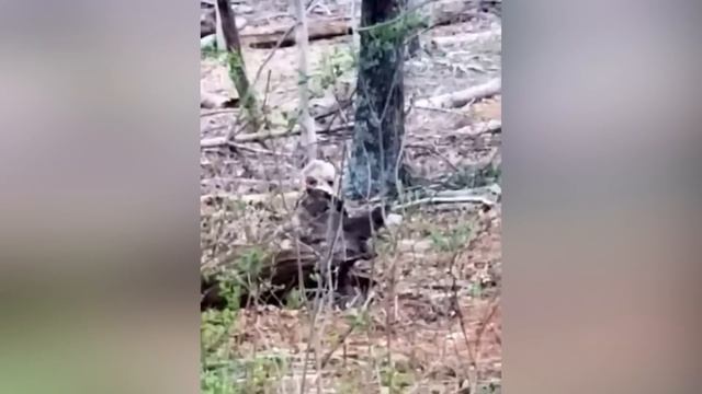15 УЖАСНЫХ СУЩЕСТВ СНЯТЫХ НА КАМЕРУ