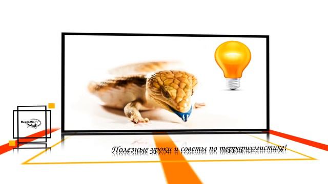 Нравятся рептилии - подписывайся! :) смотреть онлайн