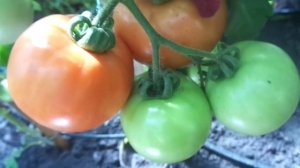 ТОМАТ КОРОЛЕВСКИЙ -  ИДЕАЛЬНЫЙ ВНЕШНИЙ ВИД ПЛОДОВ! Ольга Чернова.