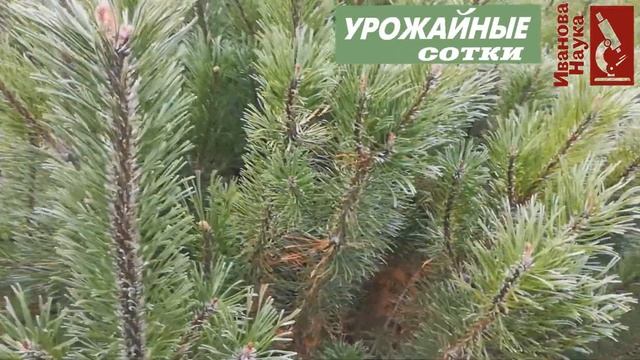 Это ВАЖНО! Защита хвойных после посадки и весной - от ожогов и неблагоприятных условий. смотреть онлайн