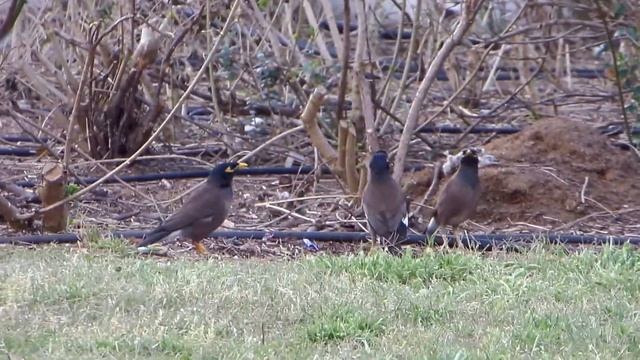 Желтоухий скворец (майна), Кикар А-Медина, Тель-Авив смотреть онлайн