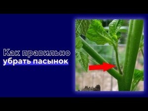 Как правильно убрать пасынок_ _ совет_ лайфхак