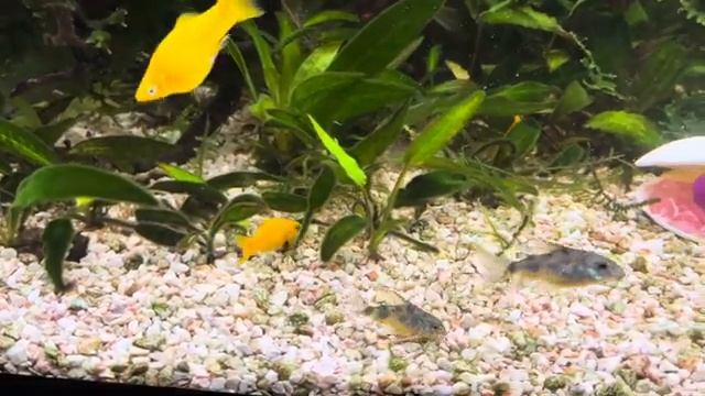 Особенности размножения коридоросов в общем аквариуме смотреть онлайн