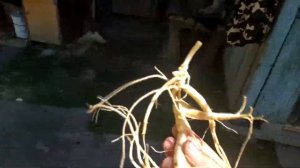 Жень-шень на меду! Будем здоровы!