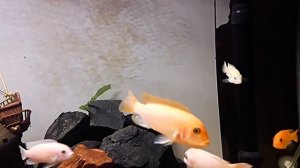цихлиды   красная зебра с икрой . red zebra cichlids with caviar