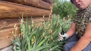 6 ГЛАВНЫХ ПРИЧИН ПОЧЕМУ НЕ ЦВЕТУТ ИРИСЫ