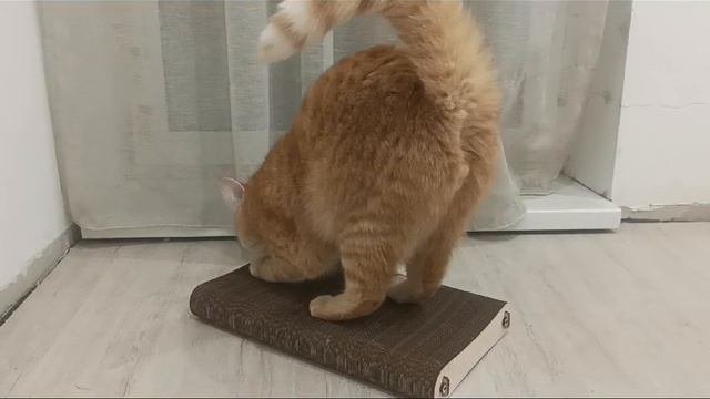 когтеточка лежанка