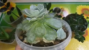 Обзор суккулентов?Денежные деревья?Хавортия?Замиокулькасы?Эхеверия?Крестовник Роули?Алоэ?Кактусы?