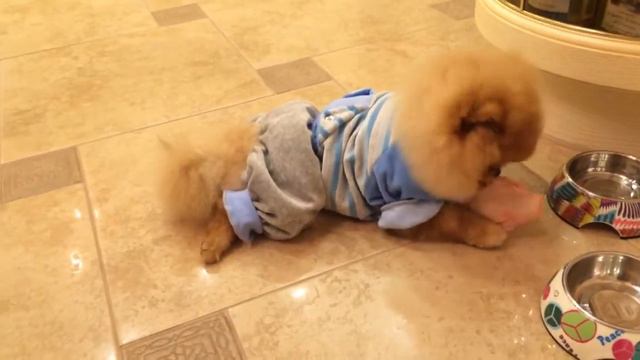 Захар ест хрящик смотреть онлайн