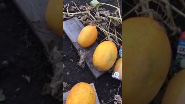 Дыня детская сказка, Сибирский сад смотреть онлайн