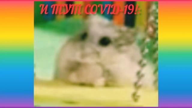 ДЖУНГАРИКИ ПРИКОЛЫ!??ПРИКОЛЬНЫЕ ДЖУНГАРИКИ НА КАРАНТИНЕ!!