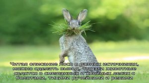 Узнаем как объяснить, чем лось отличается от оленя?