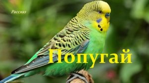 Попугай.. (рассказ)
