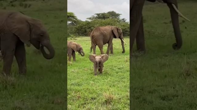 Африка, Семья слонов\Africa, Elephant family