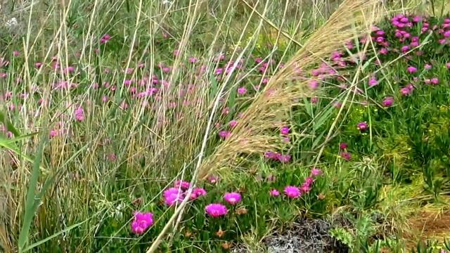 Карпобротус съедобный у моря!!!Carpobroyus edulis.Кирьят-Ям.Израиль смотреть онлайн