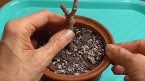 Как размножить денежное дерево. Размножение листом.