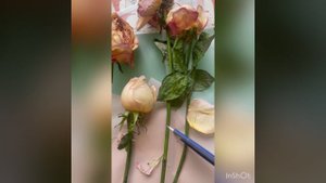 Черенкование роз из букета