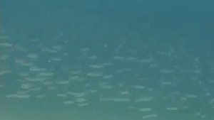 © Рыбы Чёрного моря  Песчанка Gymnammodytes cicerelus   02    Video Dr  Oleg