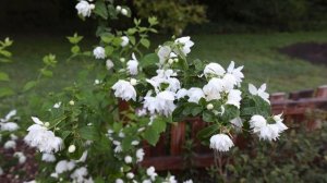 Pearls of Perfume™ Mock Orange - Philadelphus lewisii  'Pearls of Perfume™'