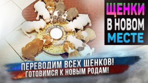 Большой переезд! Сразу 20 собак и щенков передвигаем по питомнику. Скоро новые роды!