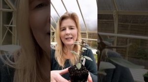 Autumn sowing and growing Snapdragons (Antirrhinum majus) (12 September 2023)