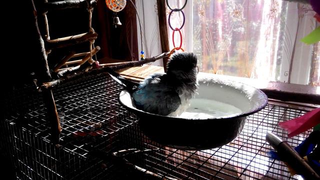 Попугай monk quaker parrot калита монах квакер купается смотреть онлайн