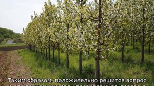 Черешня не плодоносит: что делать