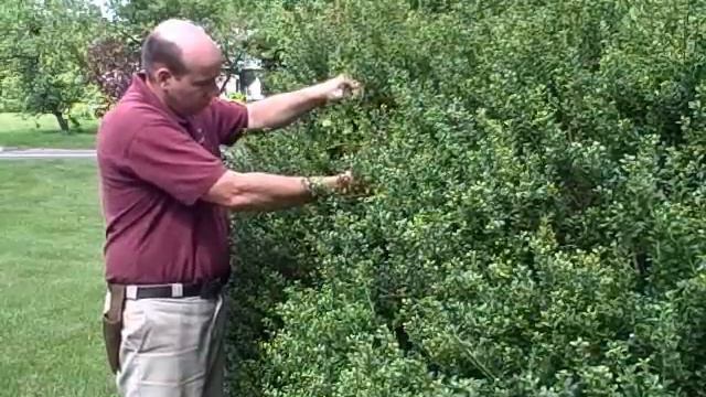 Newtown CT Landscaper | How to Prune Japanese Holly | Prune Evergreen Shrubs смотреть онлайн