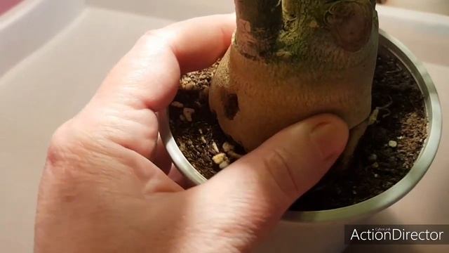 Как Отличить Гниль от Обезвоживания у Адениумов?Ссылка на Канал ElenS ? смотреть онлайн