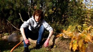 Секреты осенней посадки крокусов на газоне