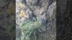 Ехал грека через реку, видит грека в реке рак..