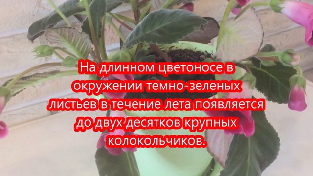Цветёт глоксиния.
