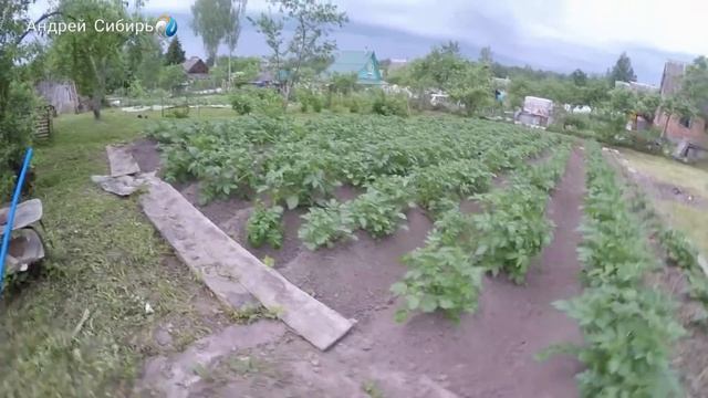 ПОЛУЧАЙ УРОЖАЙ КАРТОФЕЛЯ ТОННАМИ! САЖАЙ КЛУБНИ В ПИРАМИДУ И ГОТОВЬ МЕШКИ !