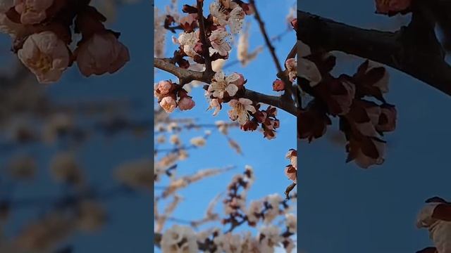 Берегите выбранных душой? смотреть онлайн