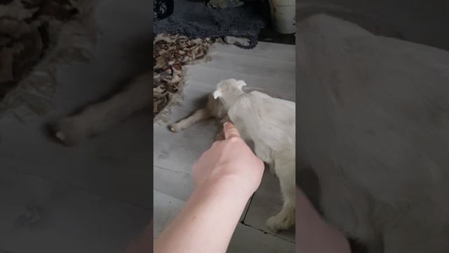 Лейла родила 2х козочек от Вовчика?? Лучший окот! козы Ламанча.