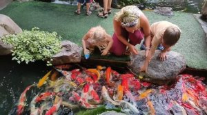 КОРМИМ РЫБ С СОСКИ | ТАИЛАНД | ПАТТАЙЯ | РЕСТОРАН Rain Forest cafe