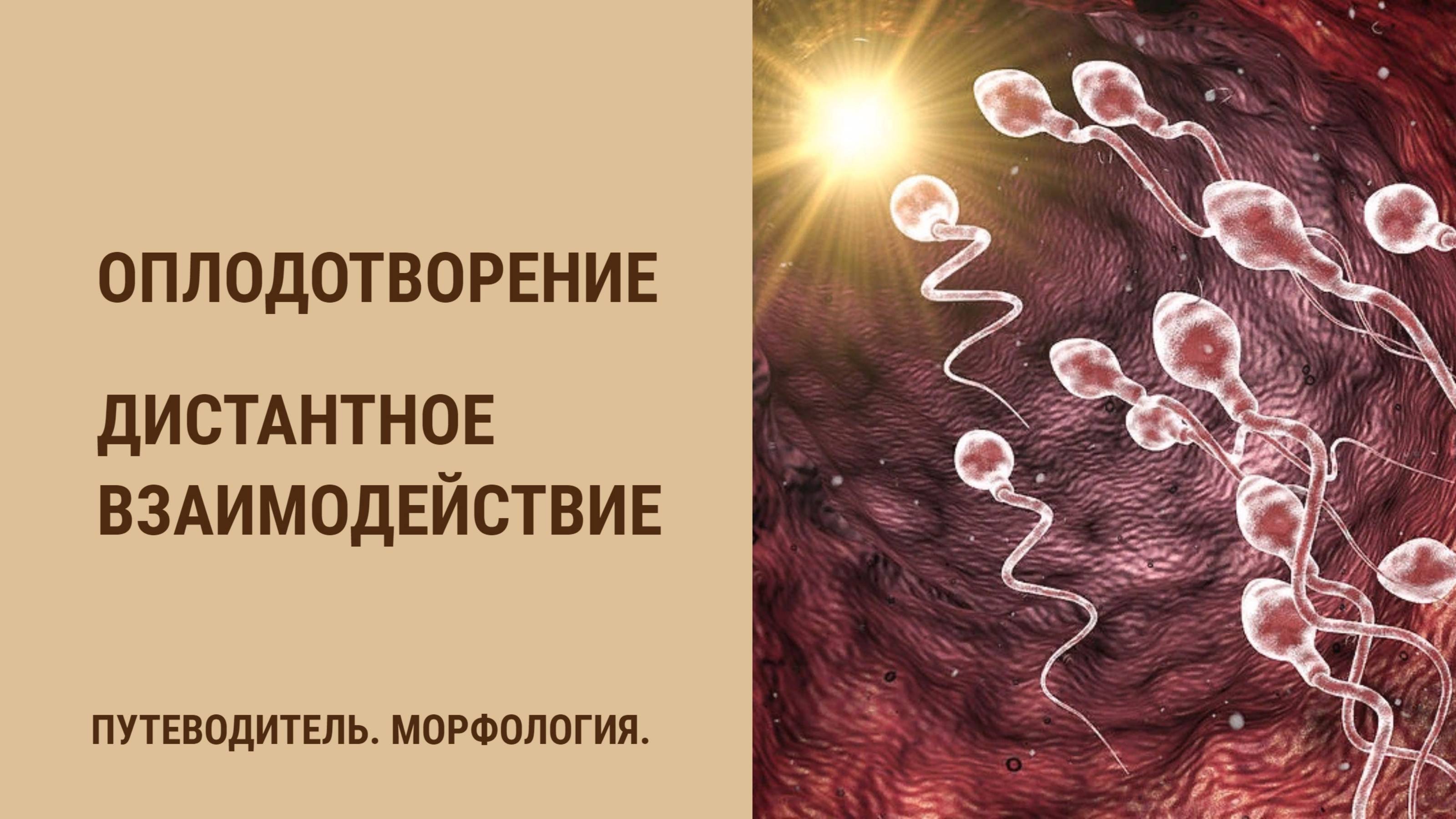 Оплодотворение.  Дистантное взаимодействие