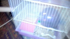 Лаберинт для хомяков своими руками